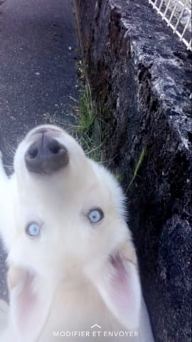 HUSKY / ENTRETIEN & RYTHME DE VIE / SUFFISANT ?