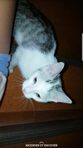 CHATON RECHERCHE UNE FAMILLE