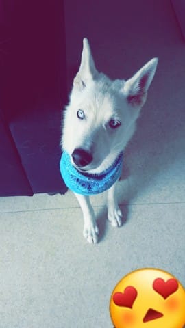 Quel tours apprendre a un Husky ?