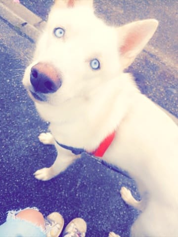 Comment faire grossir mon loulou ?