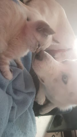 Comportement étrange de mon Husky avec mon chaton de 4 mois