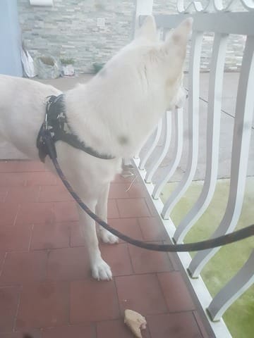 Le meilleur pour mon chien