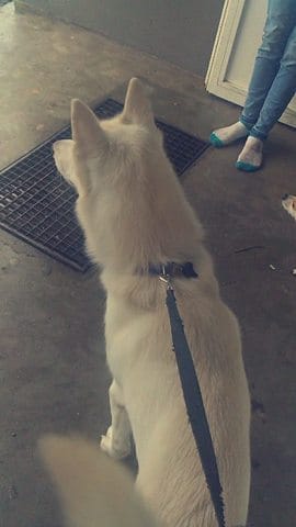 Aménagement box pour 2 chiens