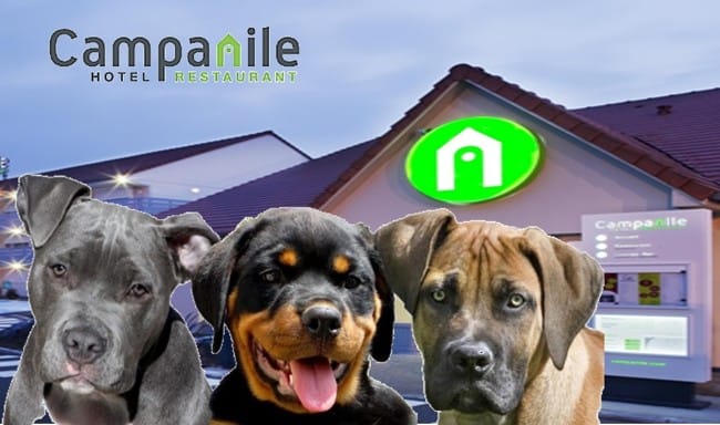 Formation pur les détenteurs de chiens catégorisés