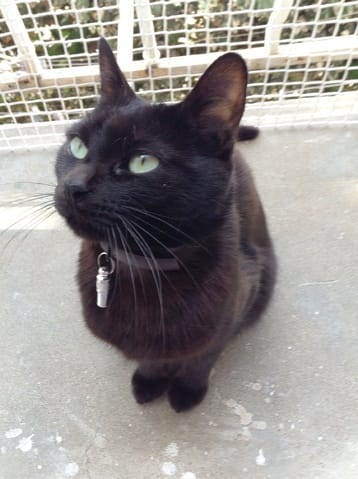 Quelle race pour ma Lula