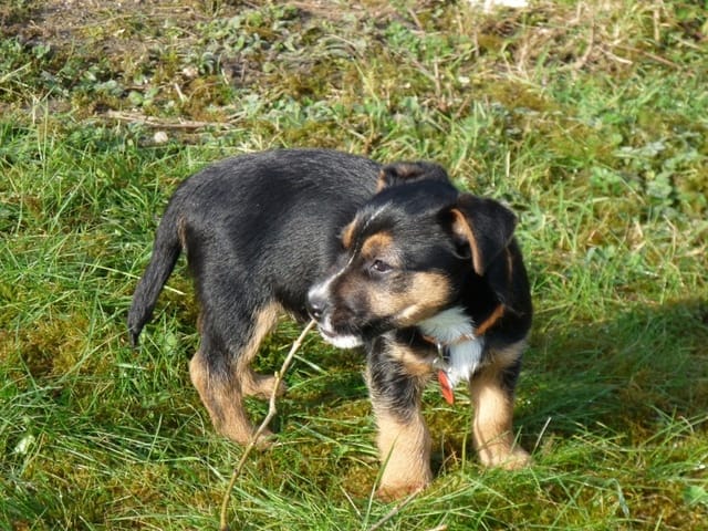 Croisé Border - Parson (?) terrier