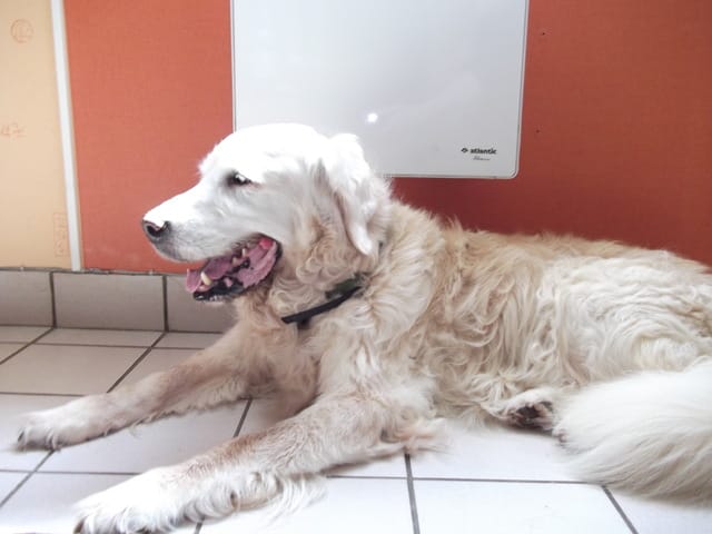 CHIEN AGE 
