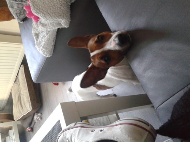 Tache rose au dessus de la truffe