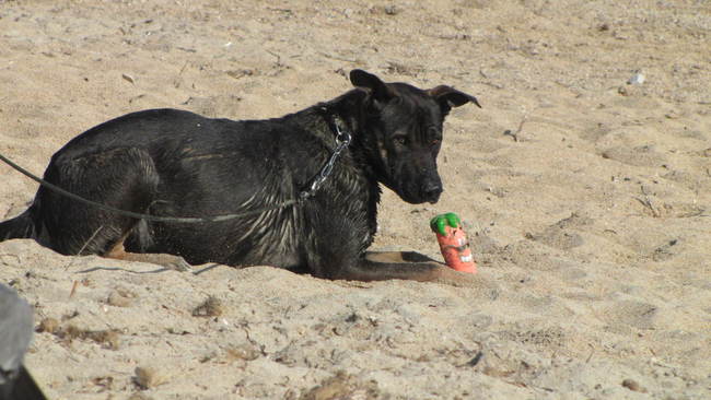 croisé beauceron?