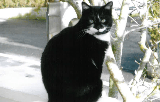 Chatte perdue / volée - Pompon de Millau