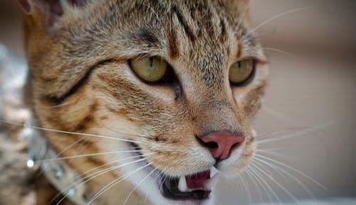 Nouvelle race de chat : le Ashera !