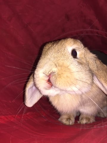 Lapine Lèvre fendu