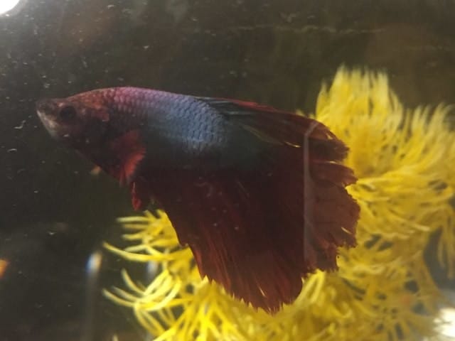 Poisson combattant malade