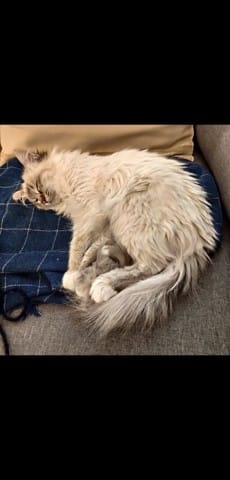 Comment rendre beau et soyeux les poils mi-longs d'un chat ?