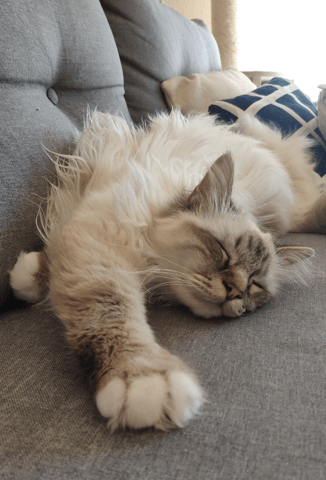 Apprendre la proximité à son chat pourtant affectueux