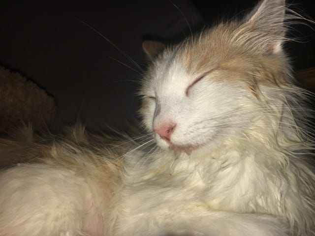 Chat malade, chenille