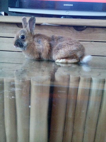 commant savoir si son lapin a la diarrhé