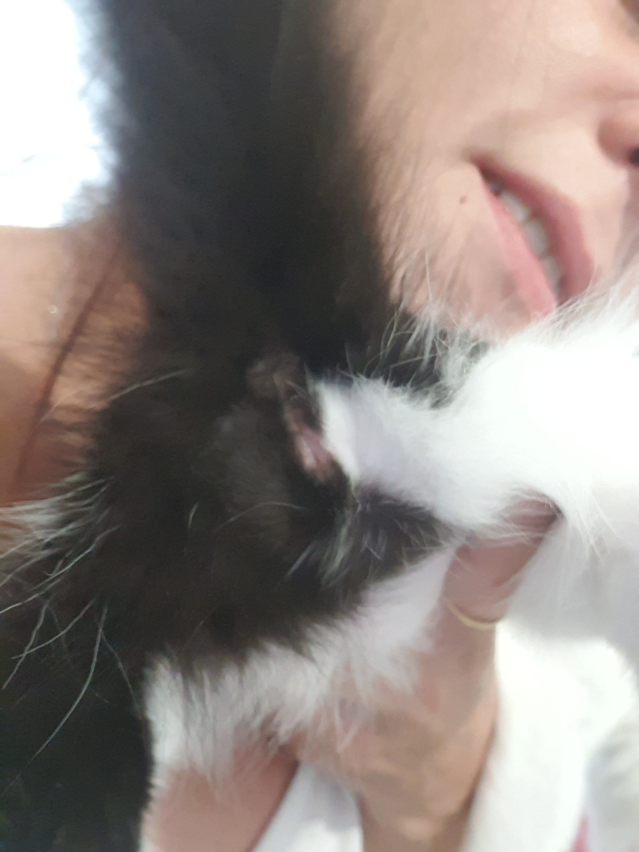 Chaton mâle ou femelle ?