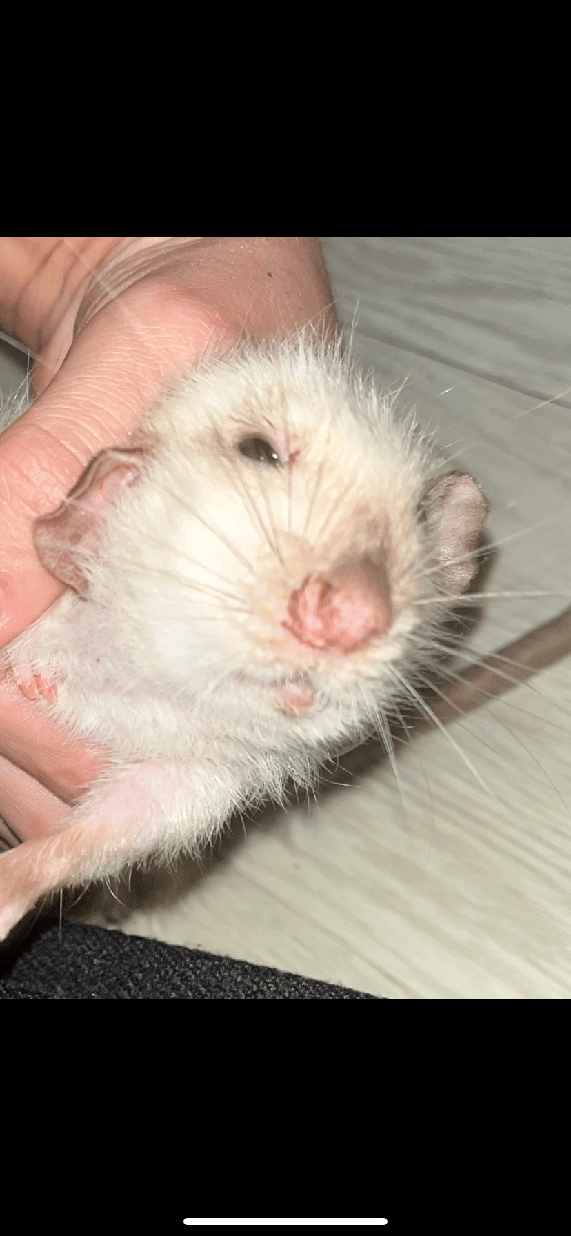 Rat très malade
