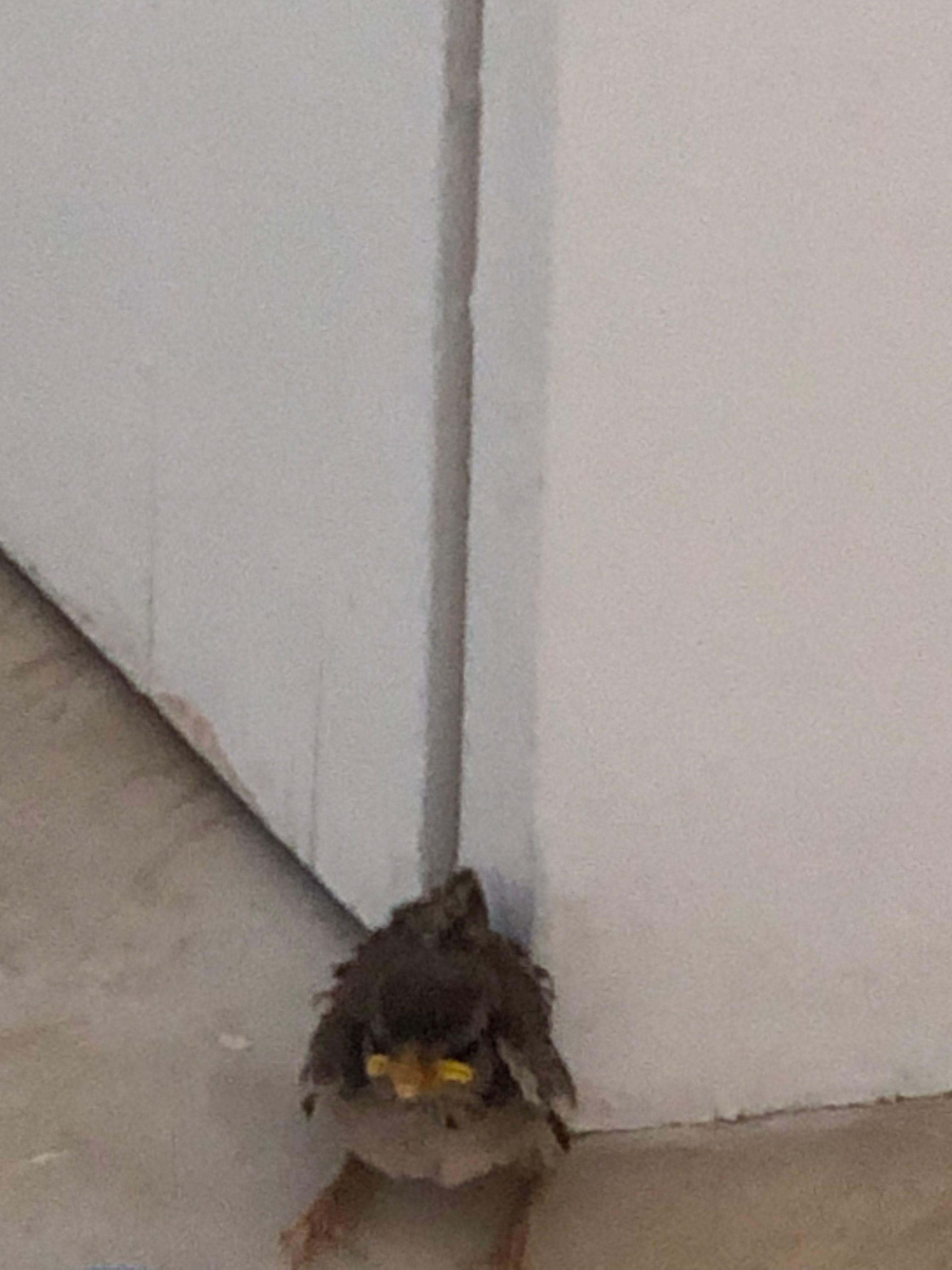 Bébé oiseau ramené par mon chat