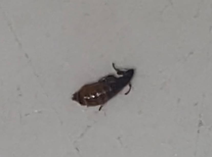 Est-ce une puce?