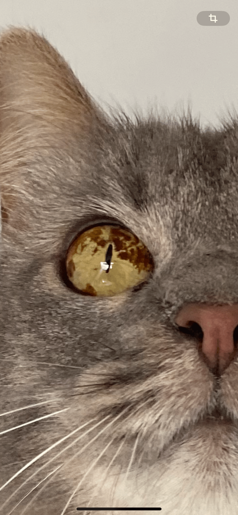 Tache brune œil chat unilatéral