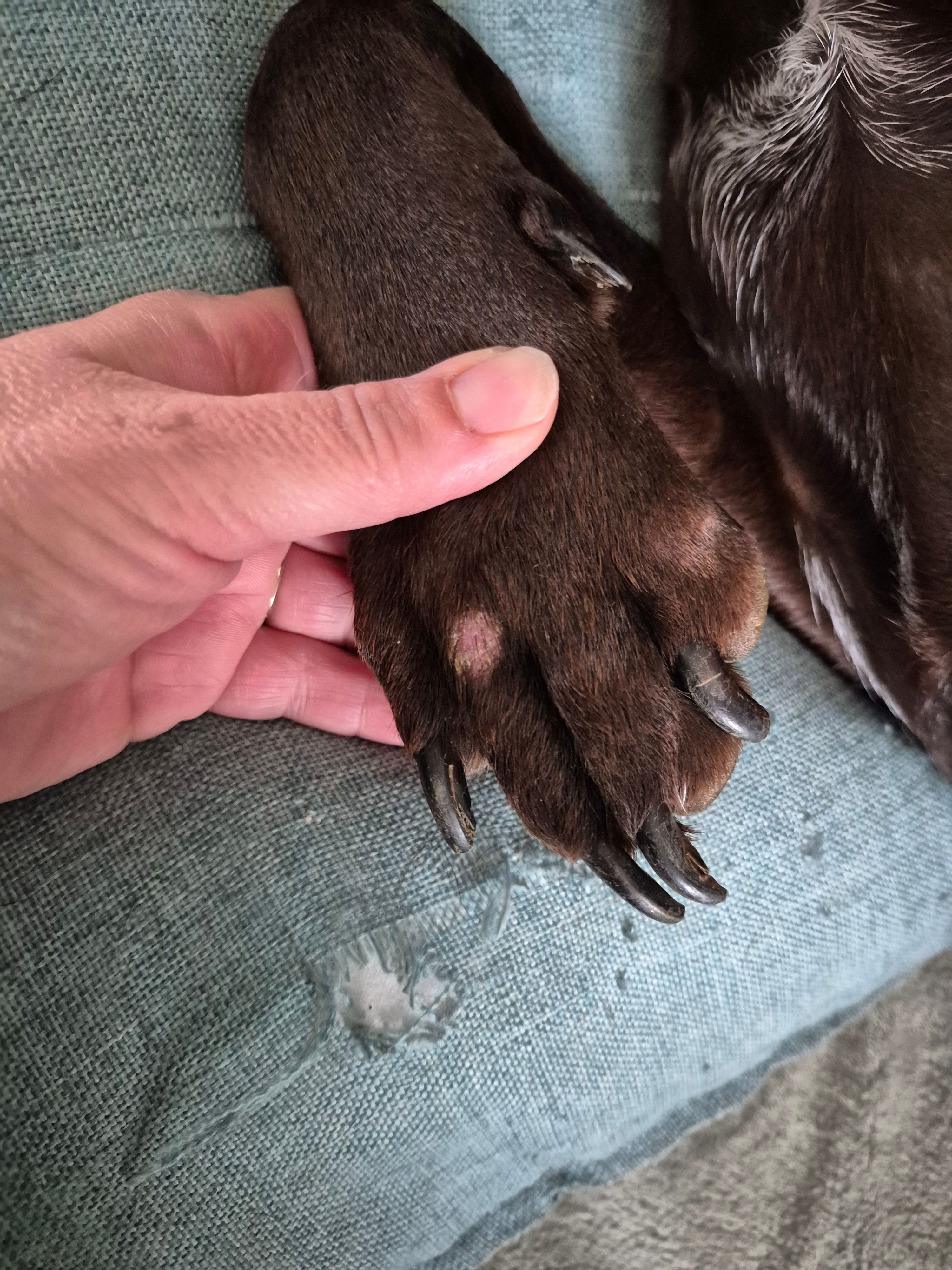 Endroits sans poils sur les pattes