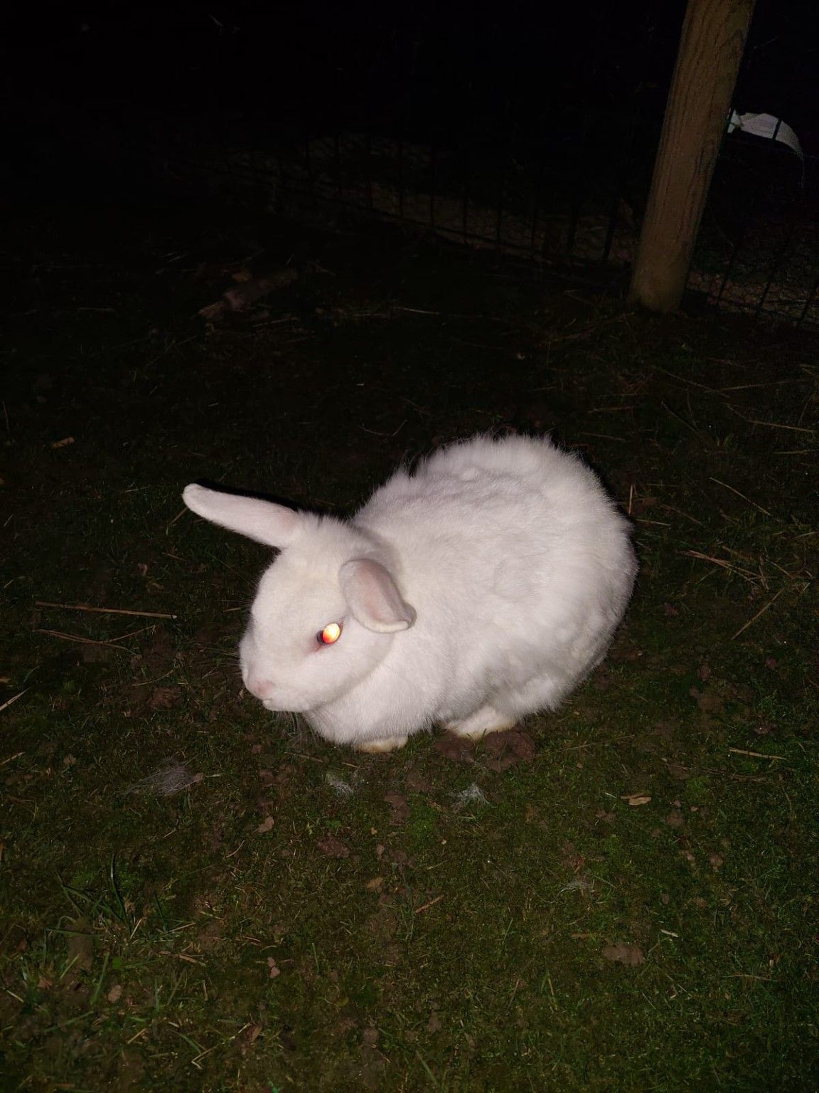 Pelage qui pèle chez ma lapine