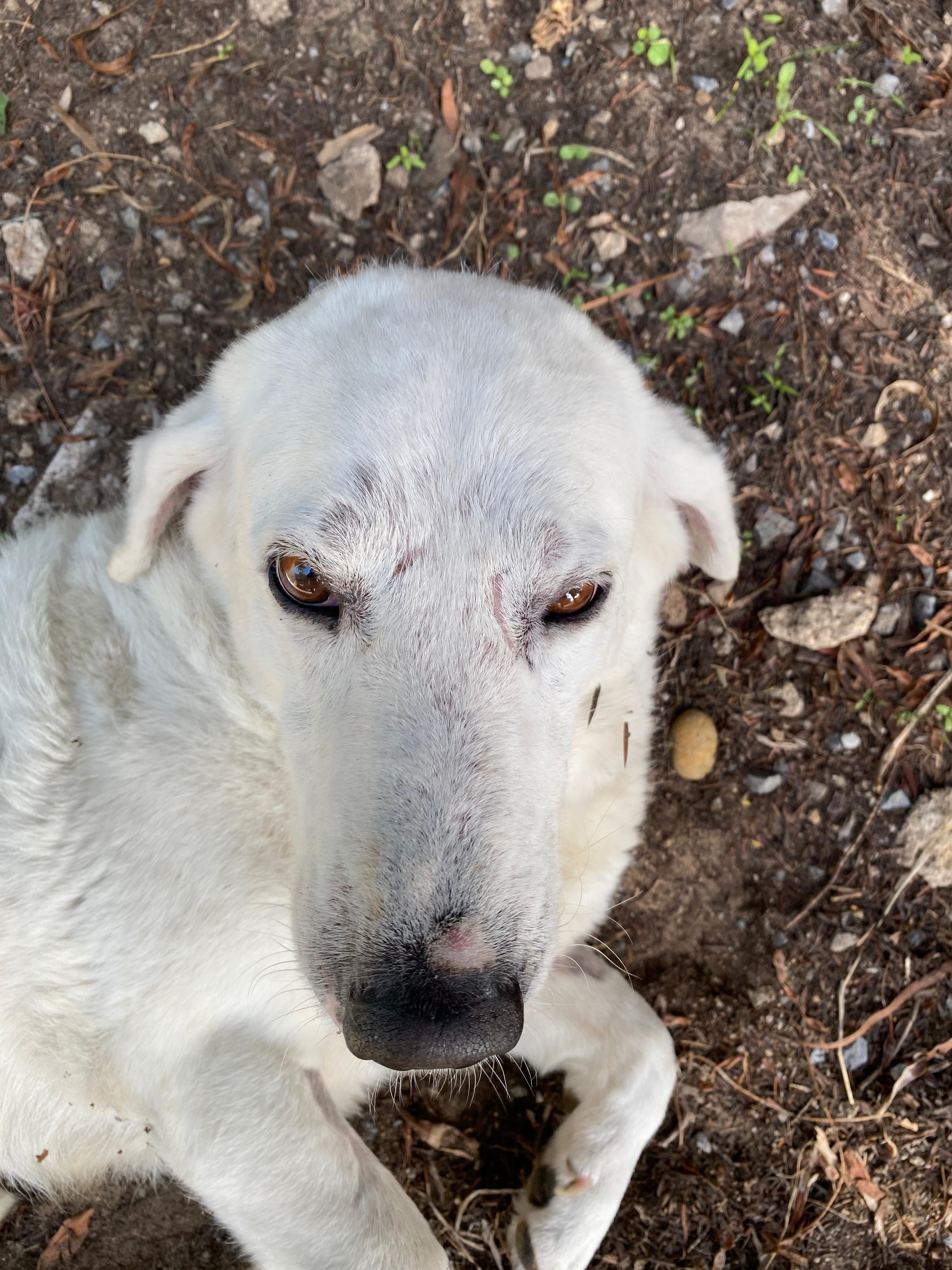 Il mio cane ha molto prurito e gli si sono formate delle chiazze