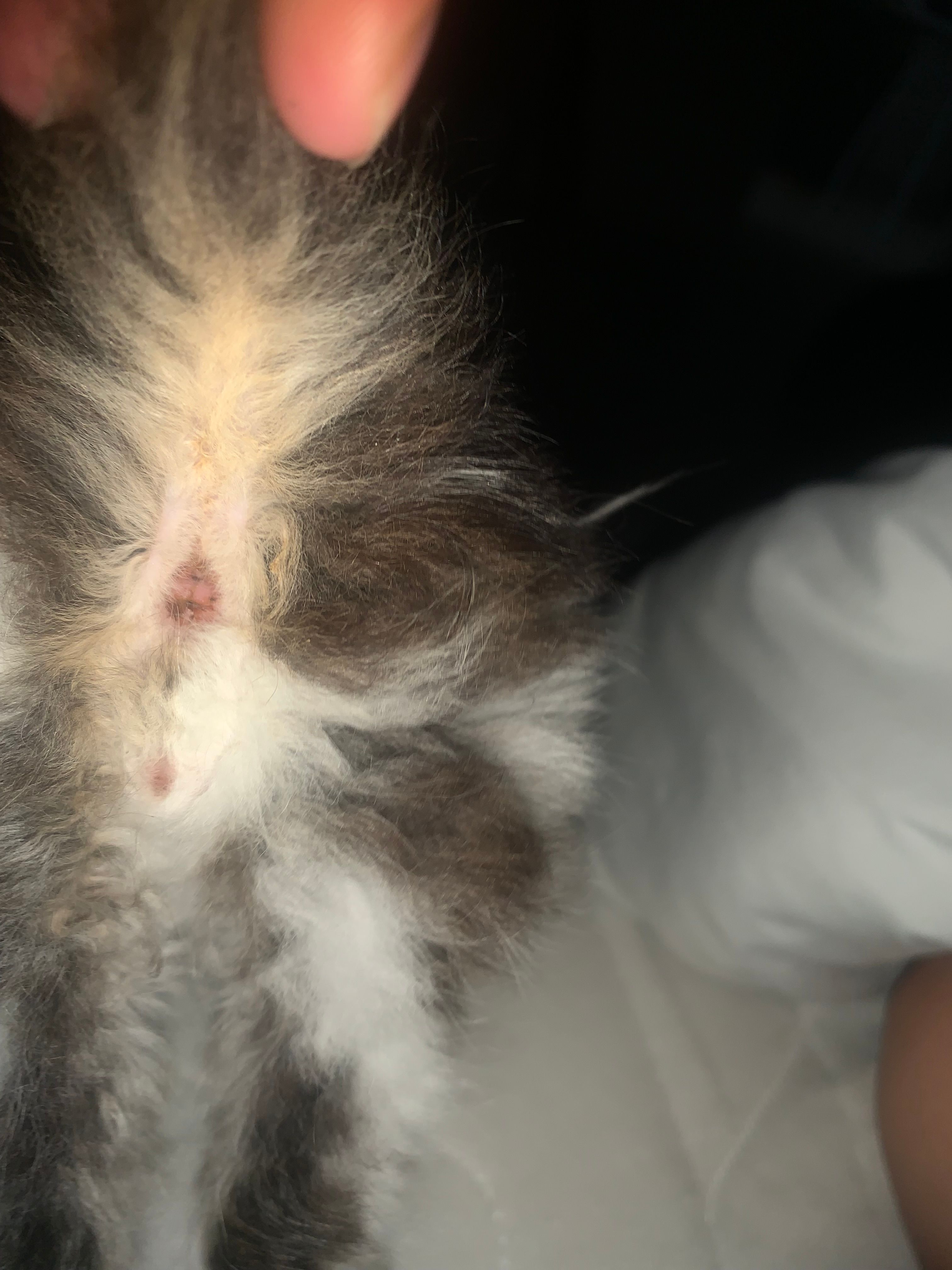 Comment s’avoir le sexe d’un chat ?