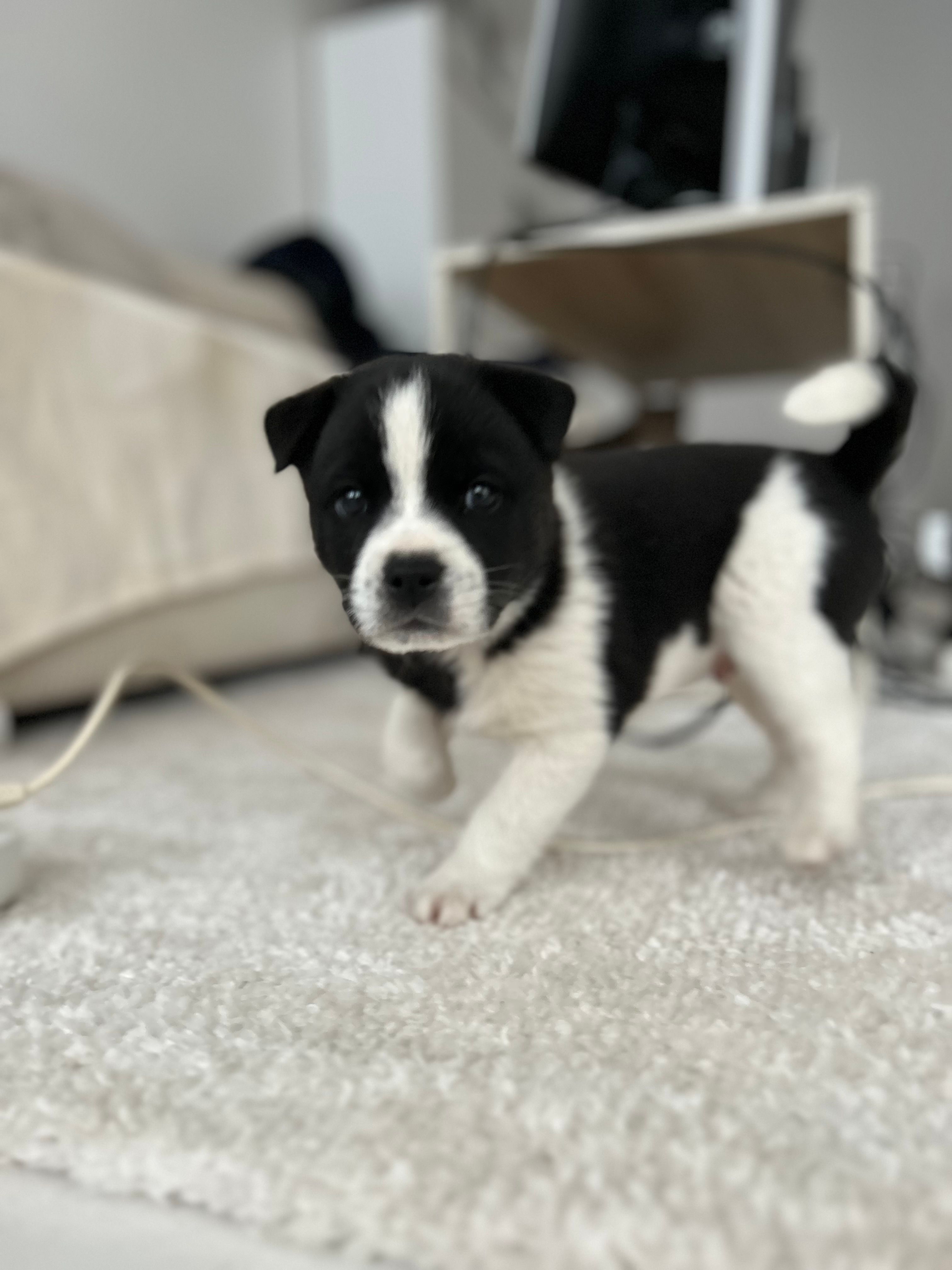 J’aimerai savoir de quelle race est mon chien