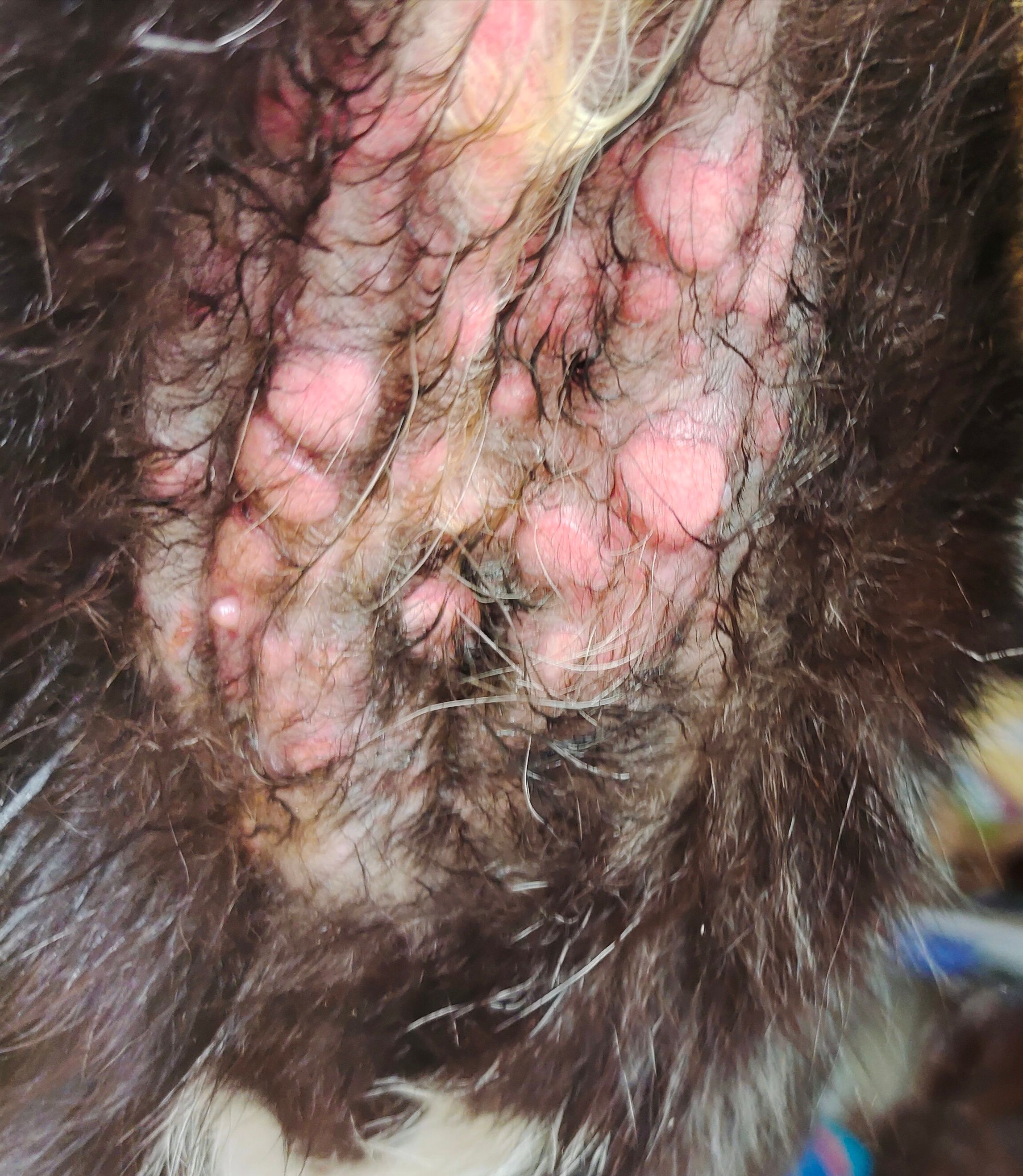 Des cloques sur le ventre, peau fragile.