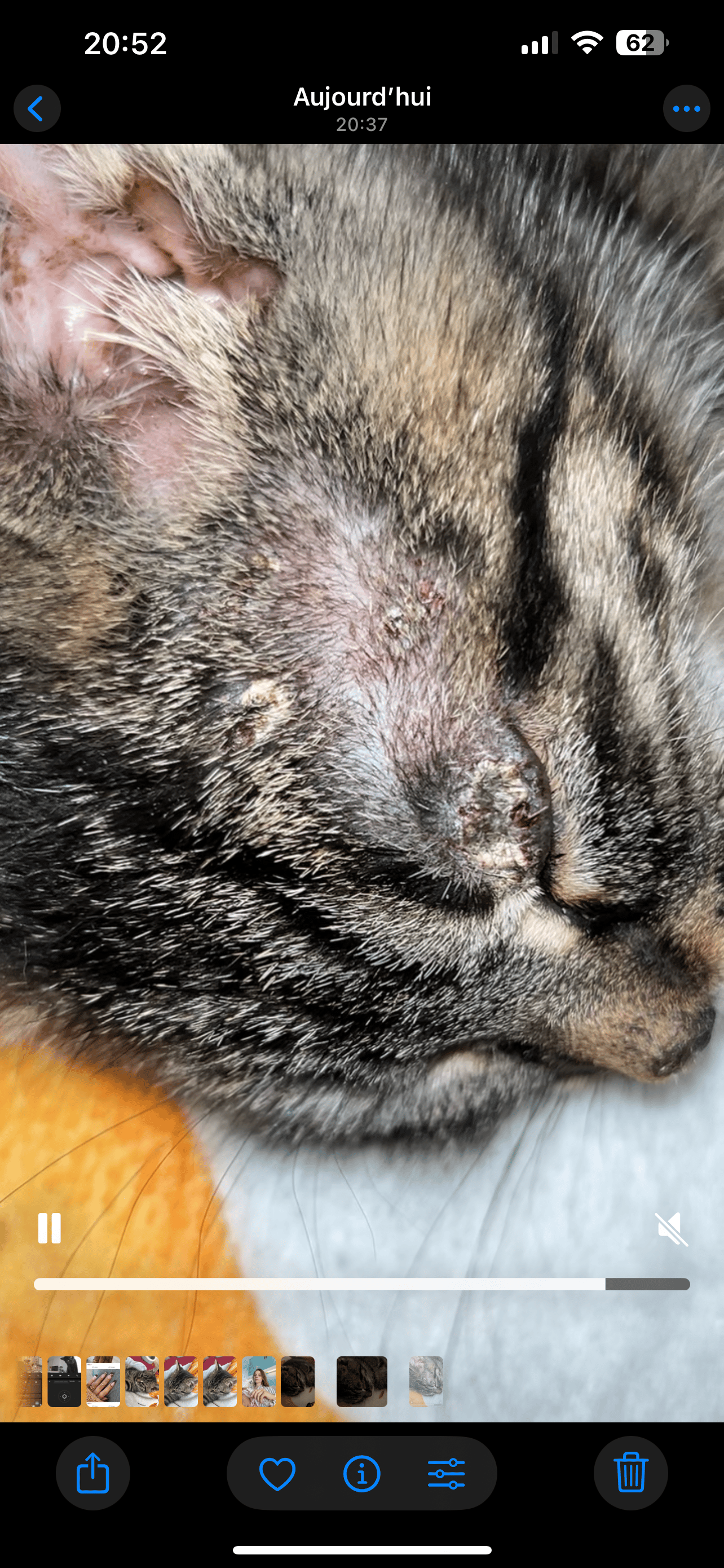 Croûte blanche tête et corps chat