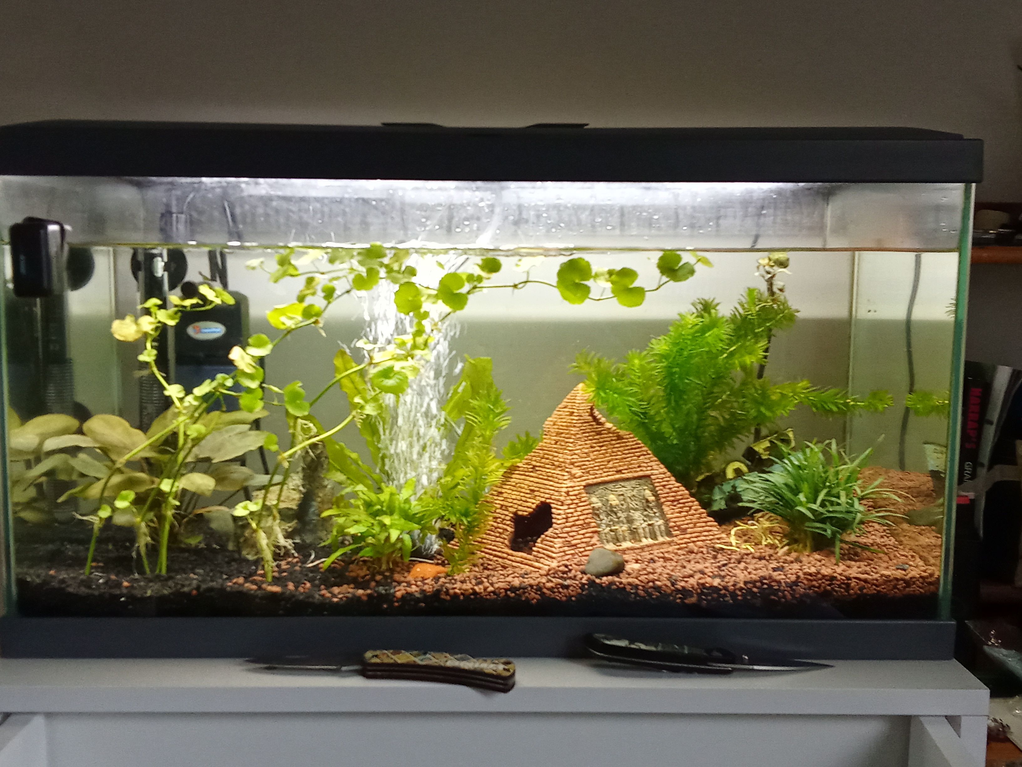 Besoin d'un avis pour mon bac de 50L