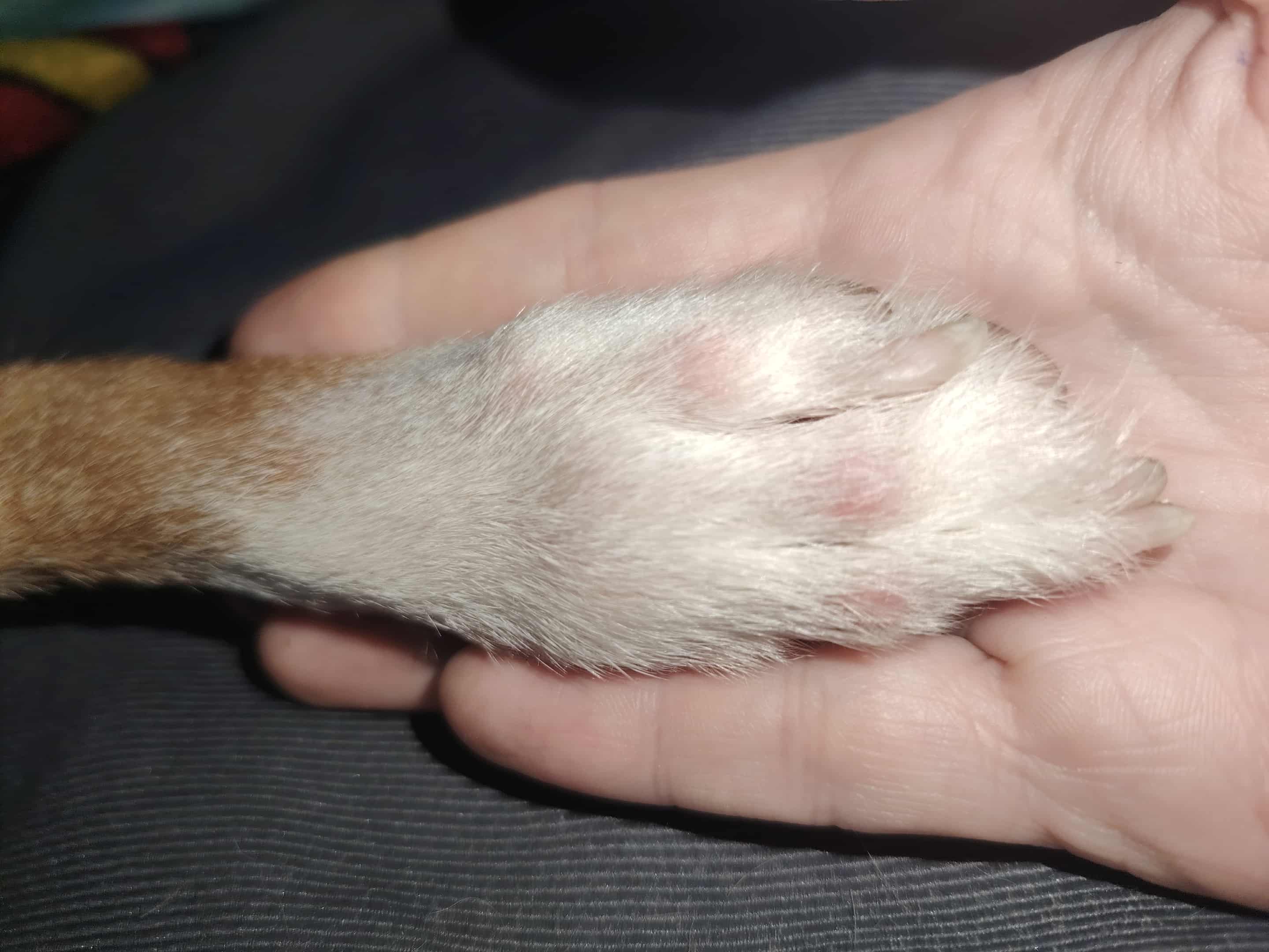 Problème de peau pour ma petite Roxy