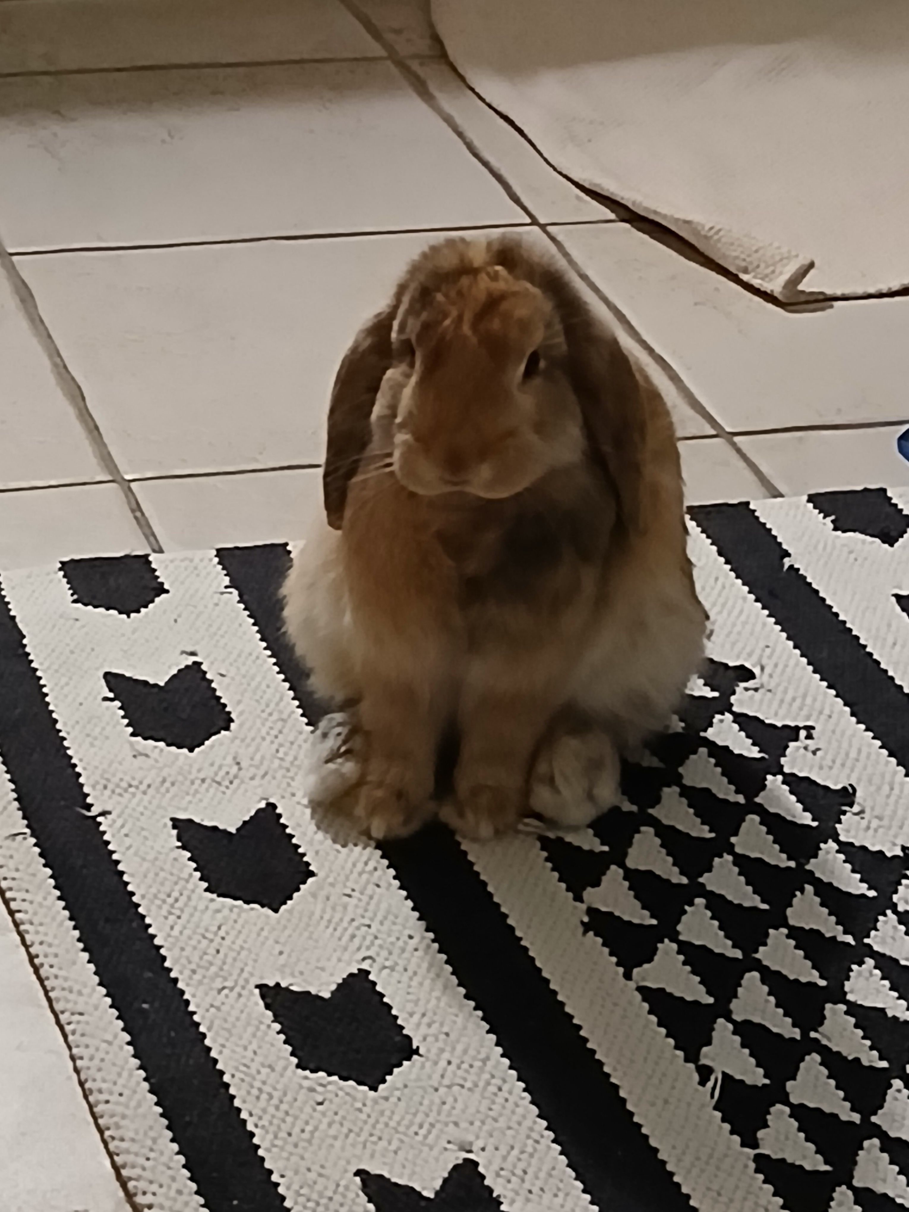 Lapin assis signification