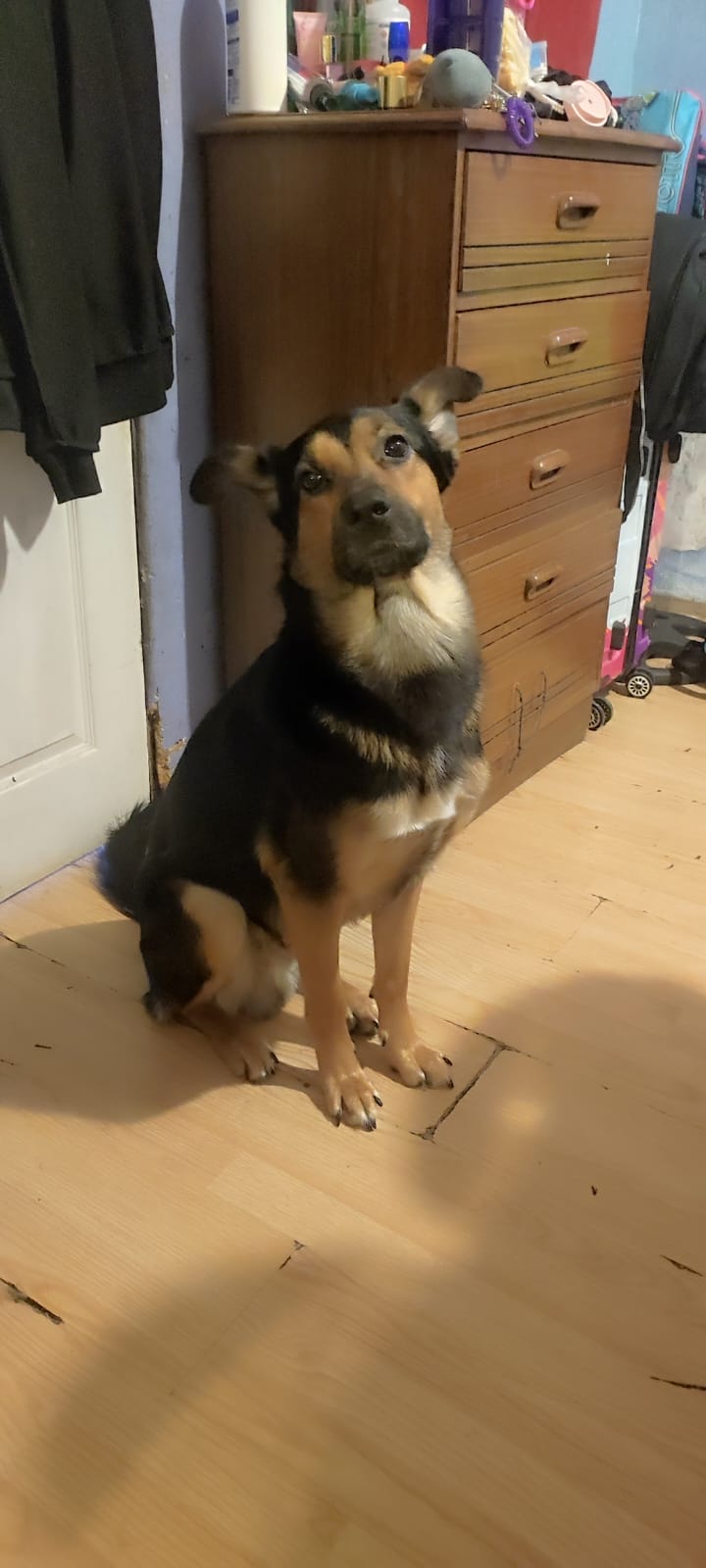 Trueno de dos años , se da en adopción con el dolor de mi alma