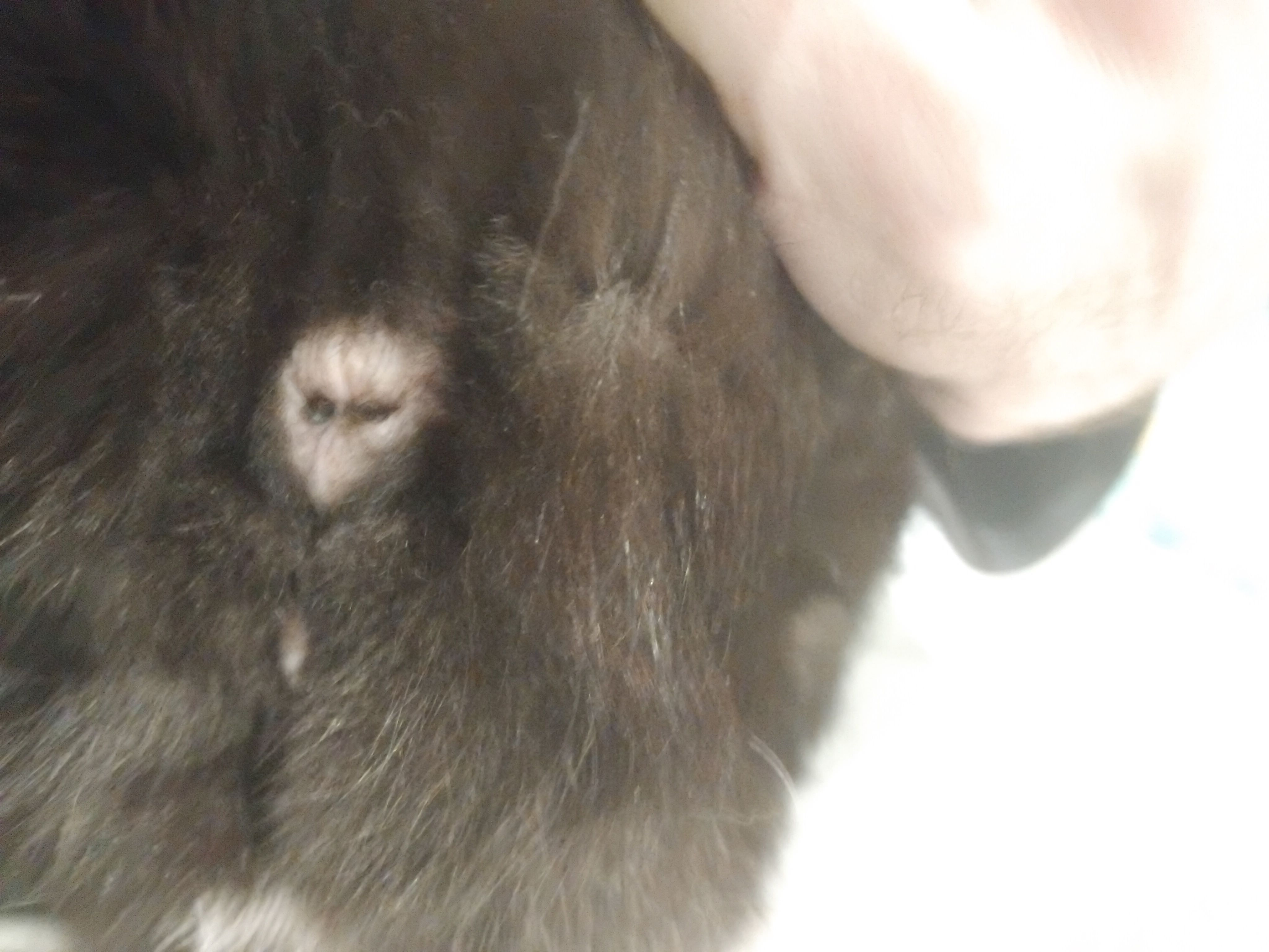 2 excroissances noire symétriques qui ressortent de l'anus de mon chat