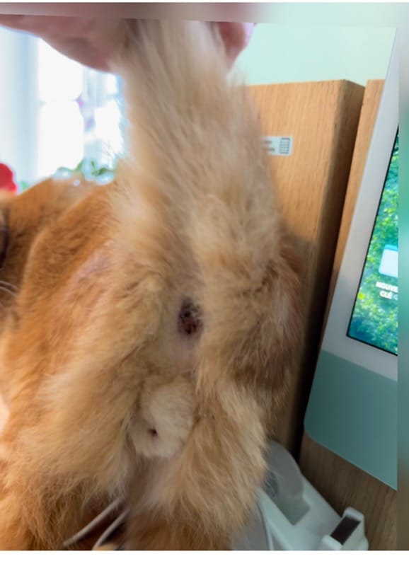 Identification chaton 5 mois