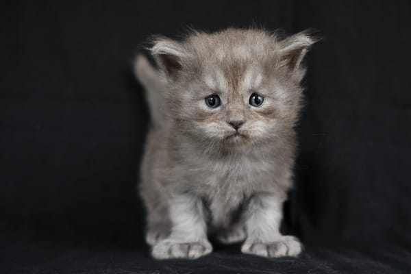 Superbes Maine Coon LOOF à réserver