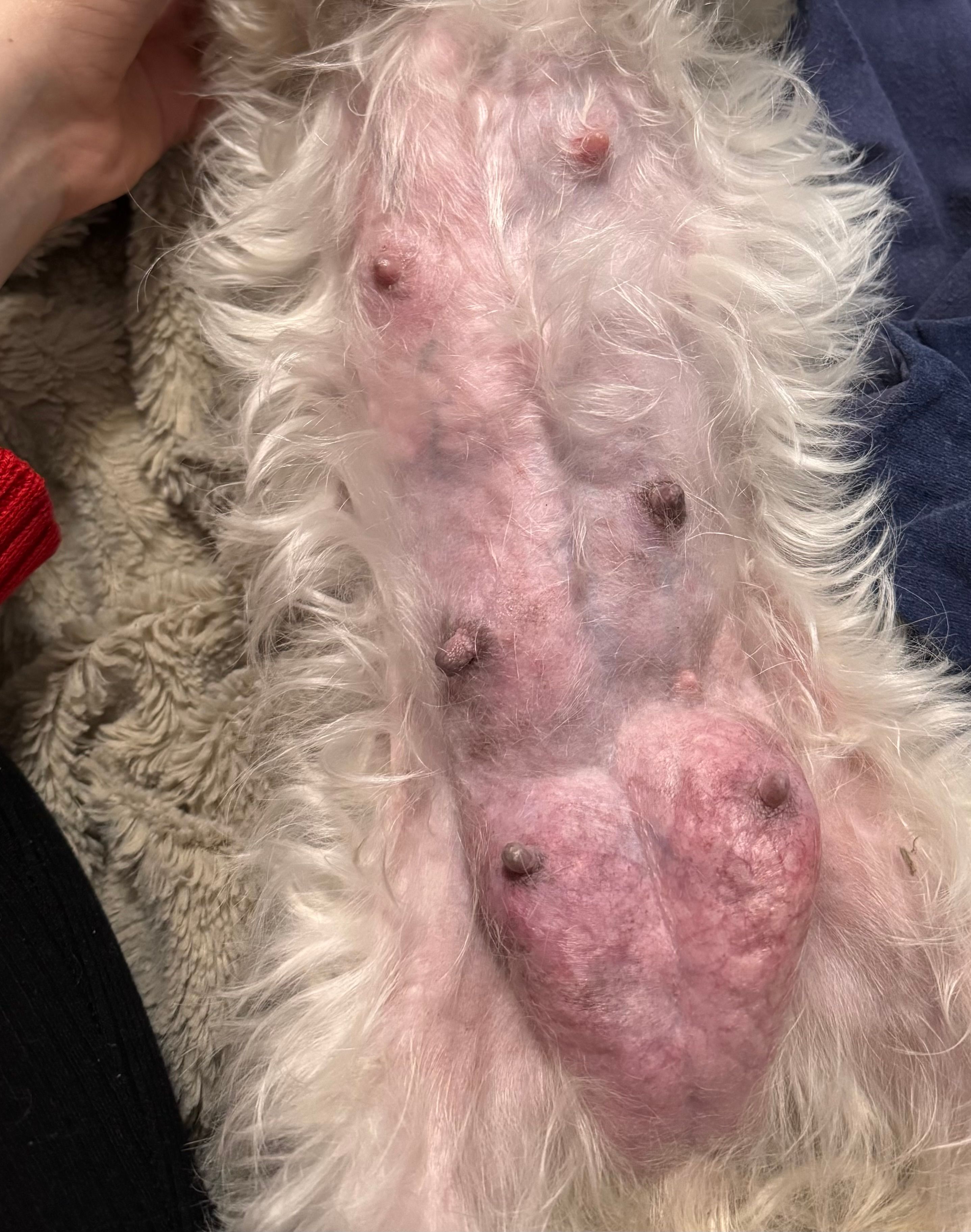 Nabrzmiałe gruczoły mlekowe u suki karmiącej