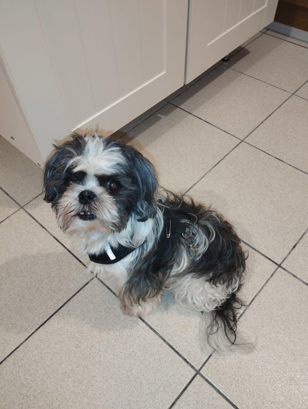 Gipsy est orphelin 😥