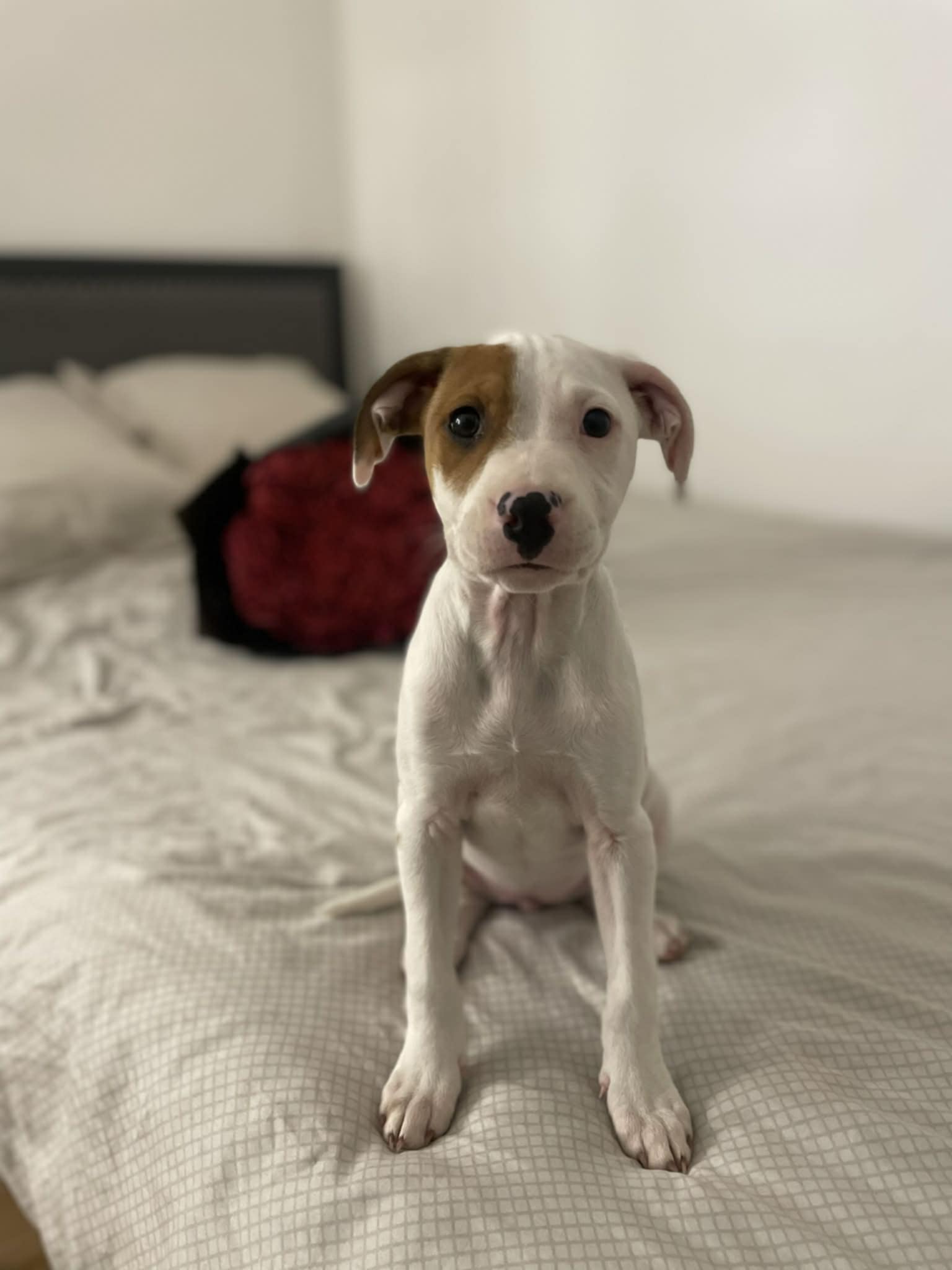 Selon vous quel est la race de ma chienne ?