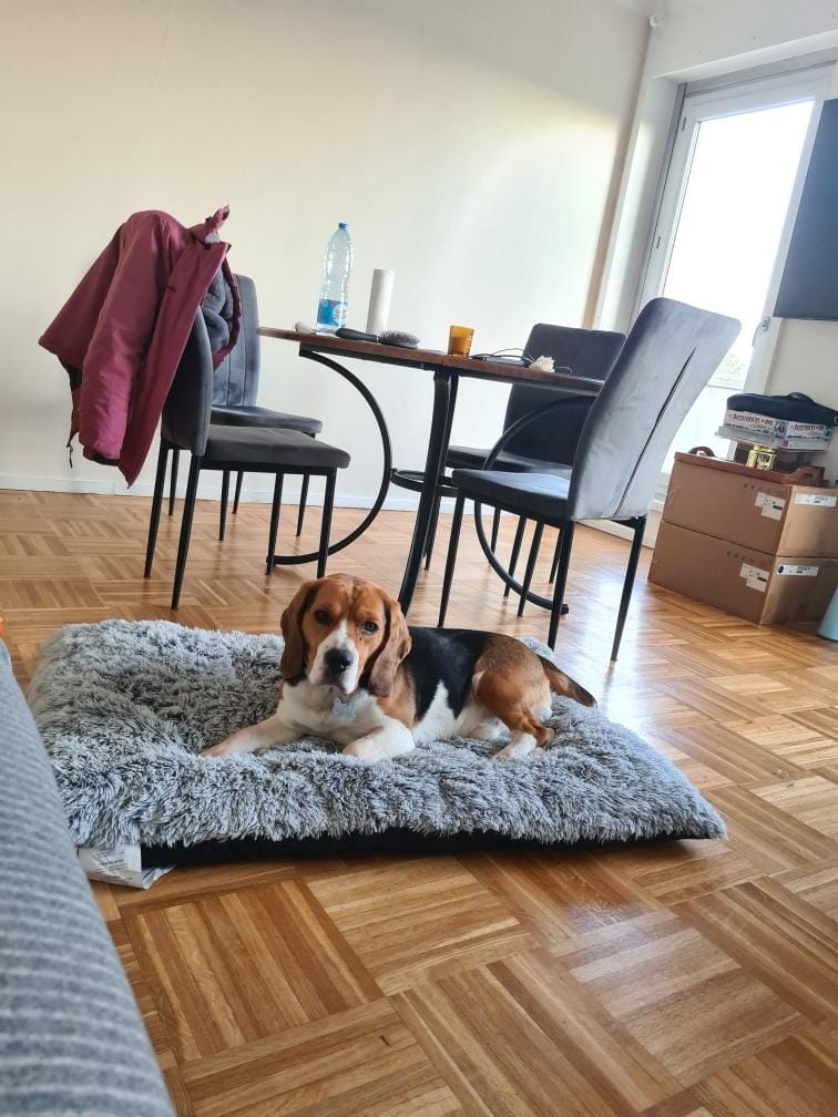 Donation Male Beagle 4 ans