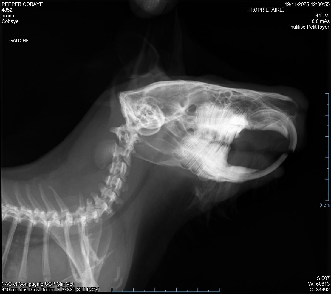 SOS chon - plaie dans la bouche qui ne guérit pas