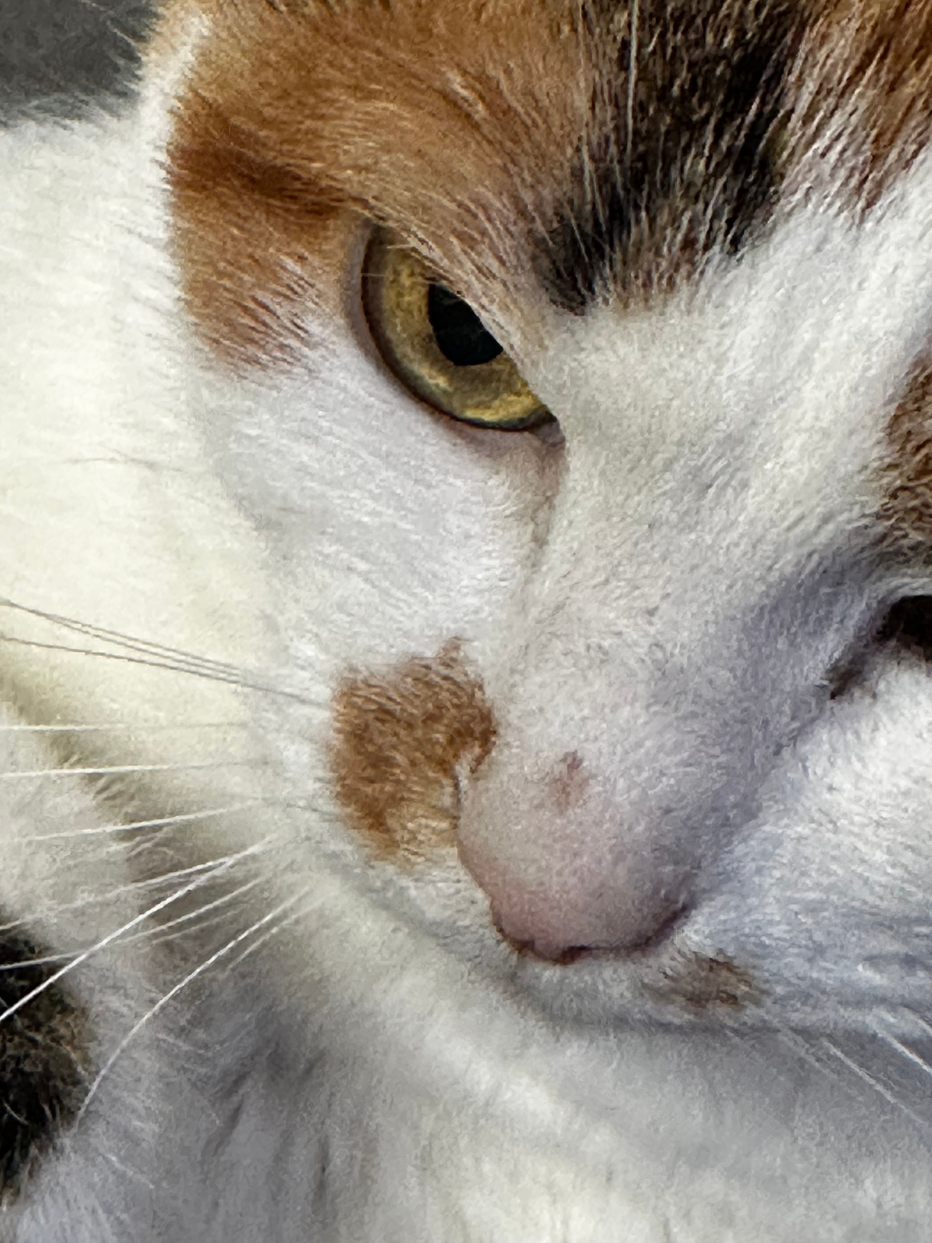 Tache brun claire sur le nez