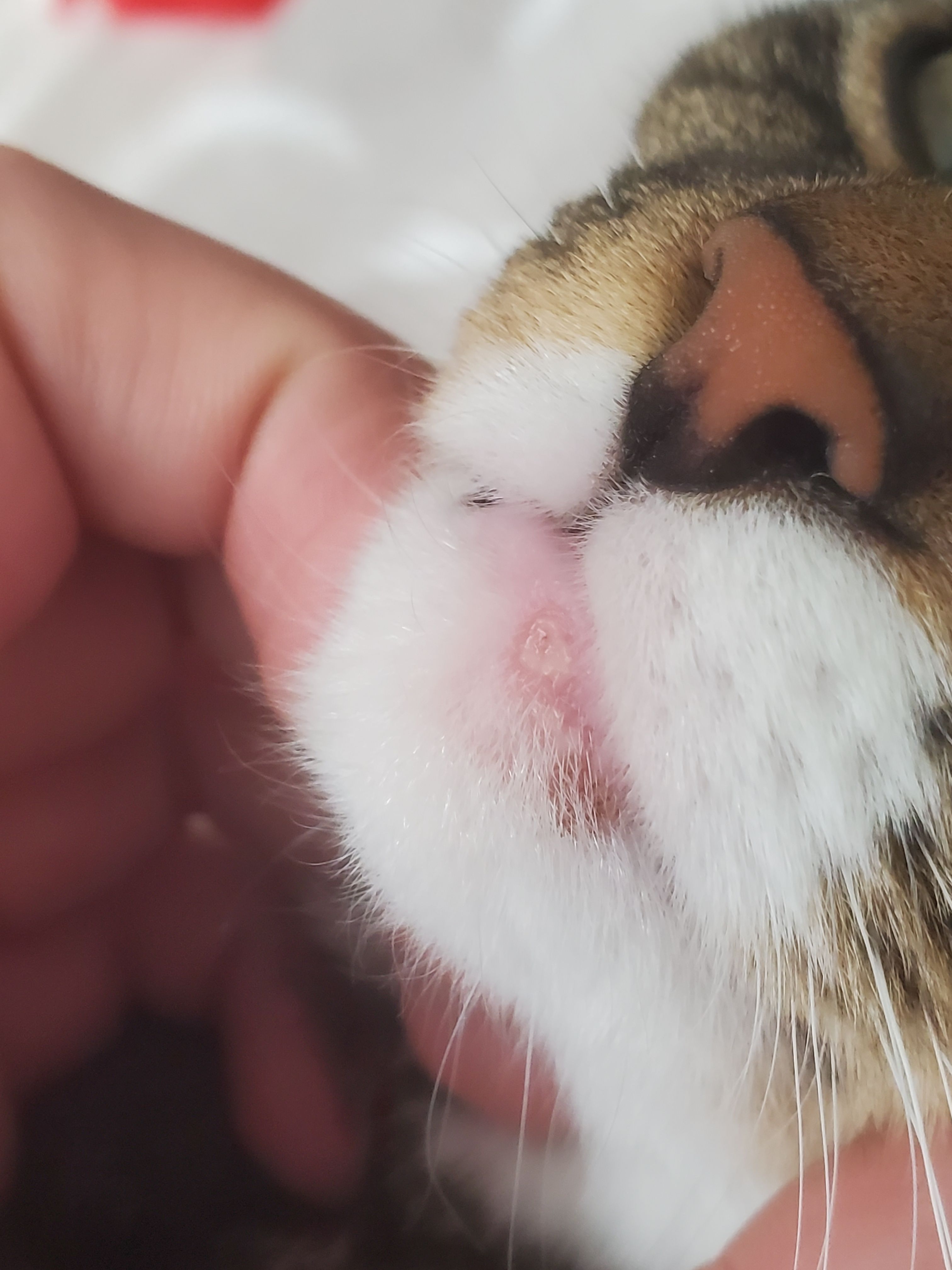 Problème à la bouche