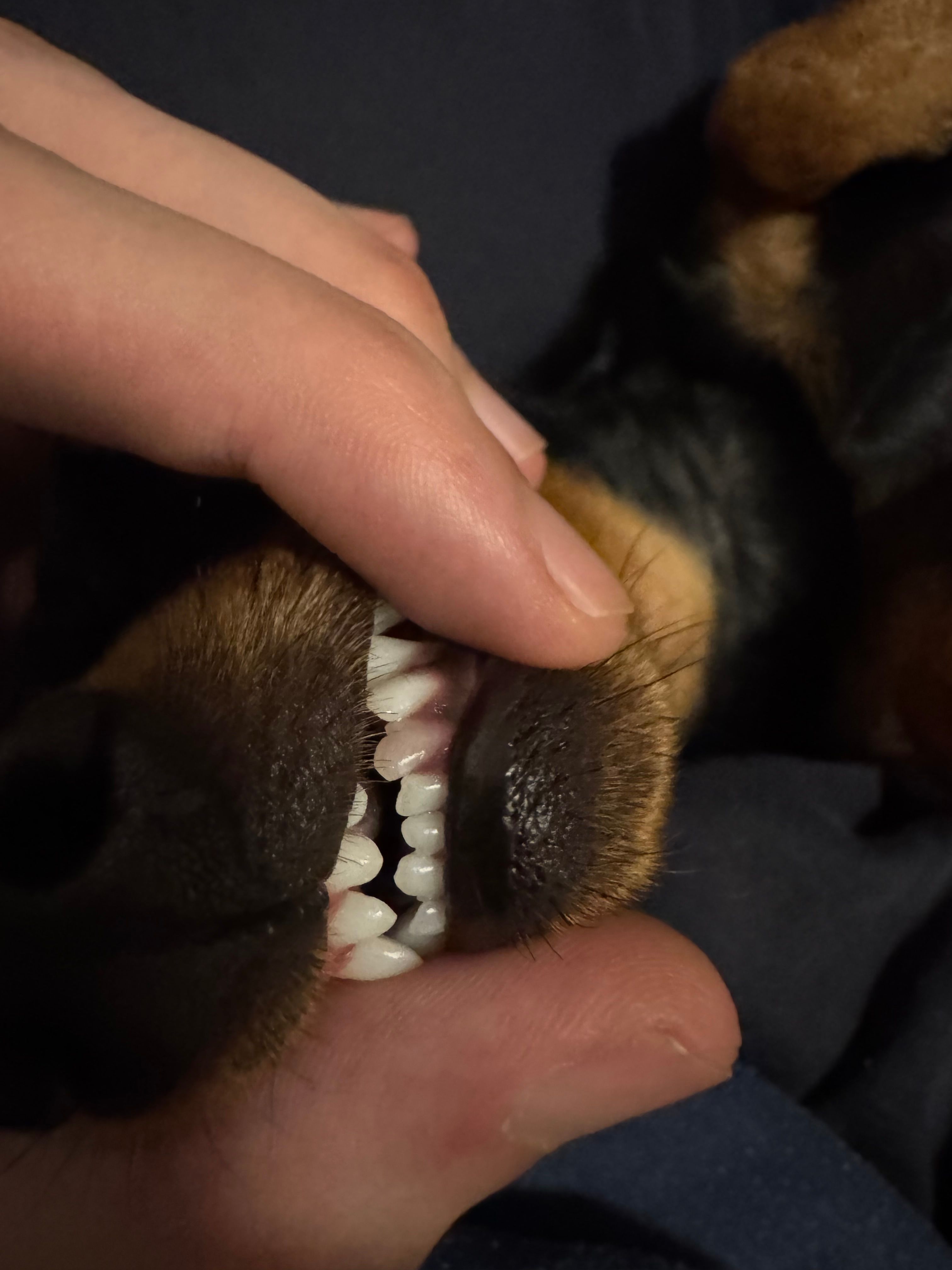 Si tratta di un dente morto?