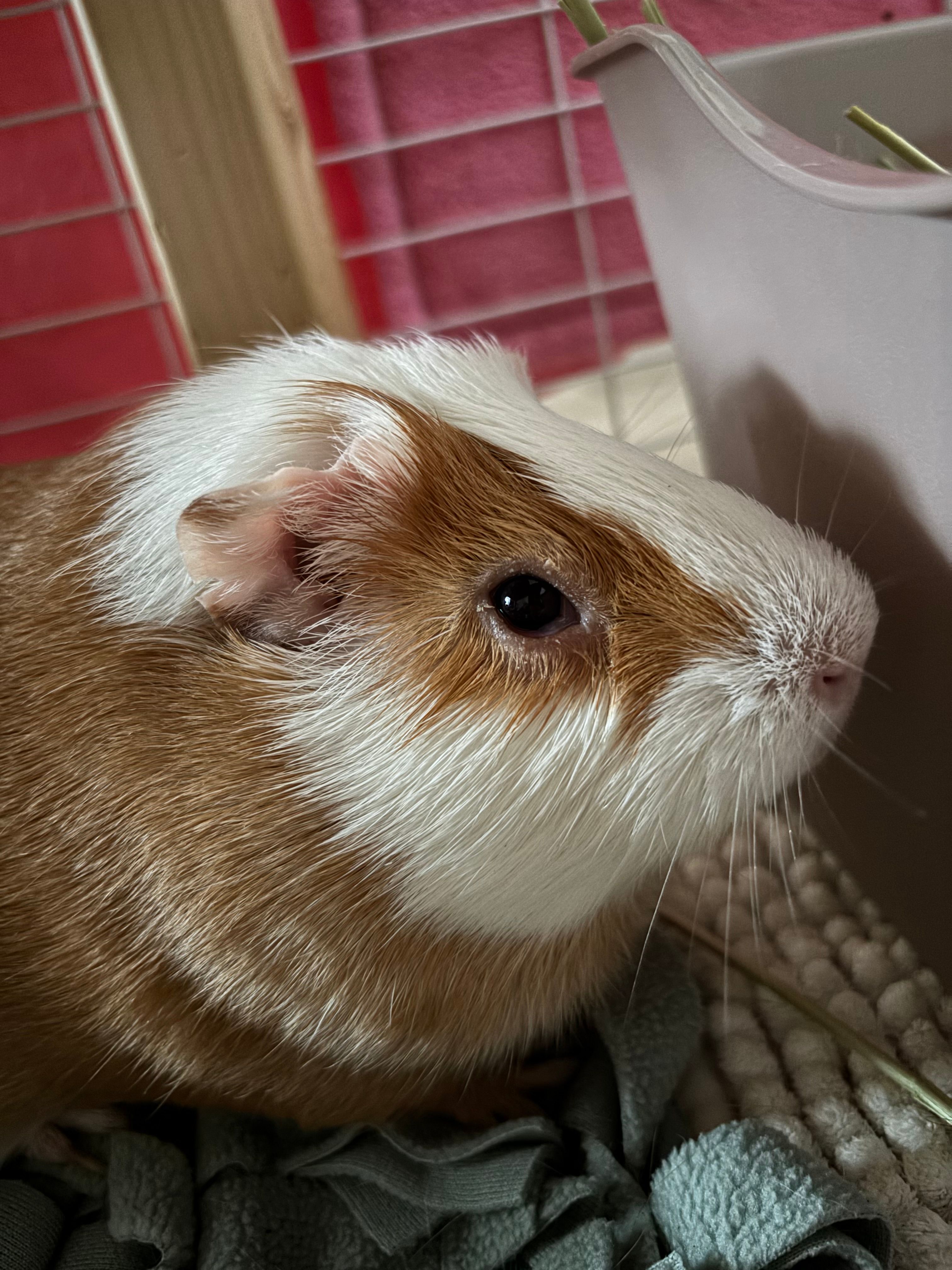 Conjonctivite cochon d’Inde