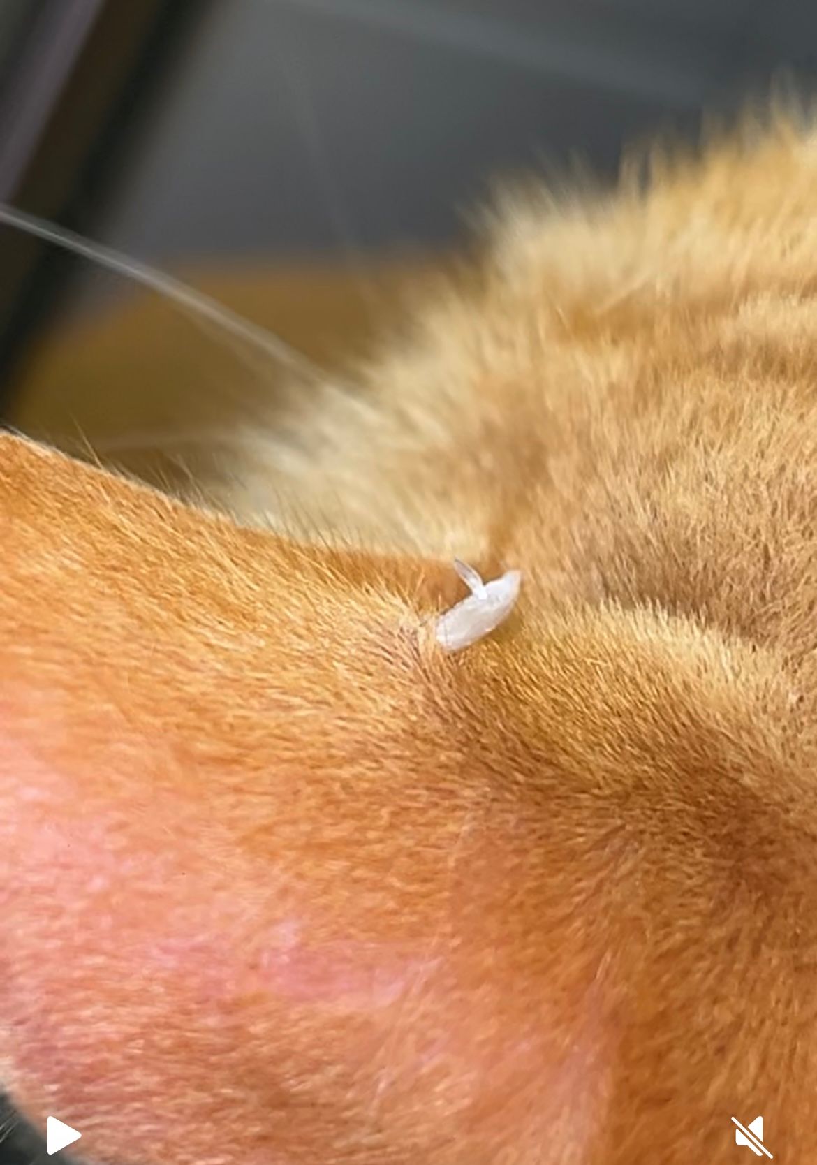 Excroissance qui pousse sur l'oreille de mon chat